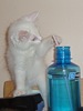 Snowball, even though deaf, like to play (as all kittens do!)