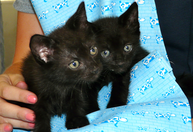 Two black kittens from March 2010