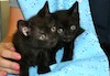 Two all-black kittens