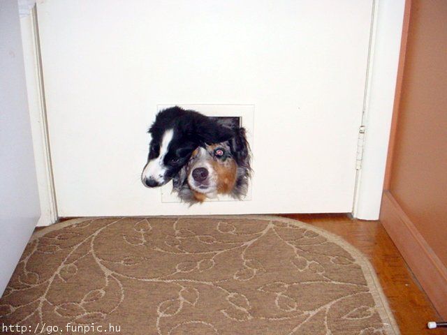 two dogs try to get through a dog door at the same time and get stuck together with just the heads peeking through the door