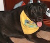 Katie the dog models a yellow bandana