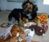 Katouche gets lots of toys and hoards them all