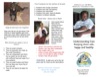 This image shows the AARF Understanding Cats brochure page which talks about fundamental pet freedoms and rights, why one should adopt a cat and more