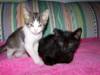 Image showing adopted kittens named Jumby and Jazz