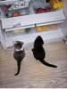 Image shows Jumby and Jazz sitting in front of an open refridgerator, looking up, and clearly waiting for some sort of treat
