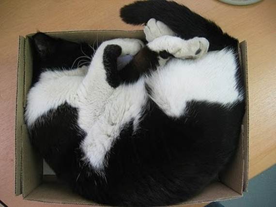 humorous picture of a cat sleeping in a box