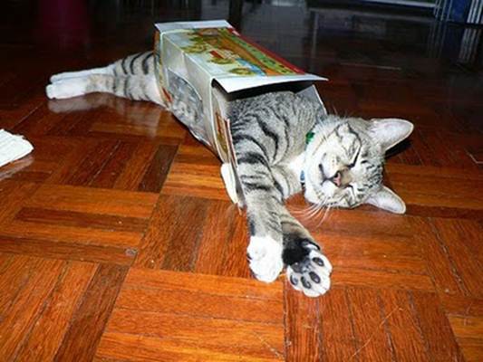 humorous picture of a cat sleeping in a box