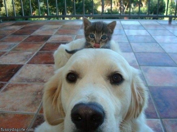 Funny photo of a dog or cat doing something funny