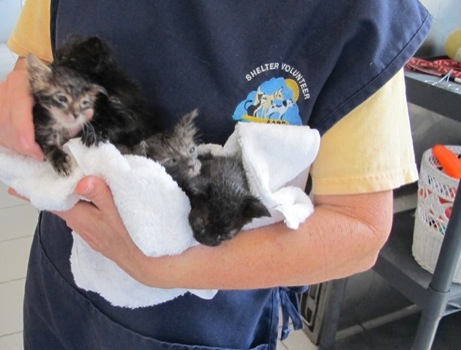 A photo showing a day in the life of an AARF volunteer
