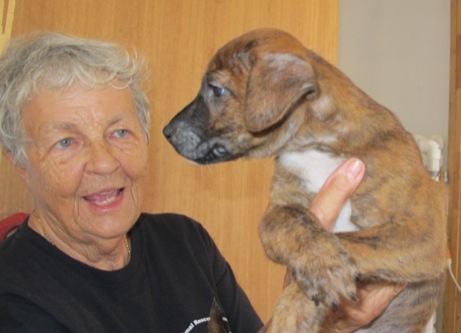 A photo showing a day in the life of an AARF volunteer