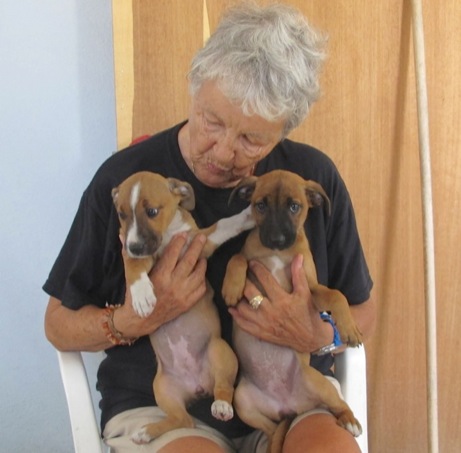 A photo showing a day in the life of an AARF volunteer