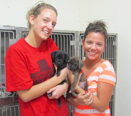 A photo showing a day in the life of an AARF volunteer