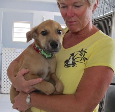 A photo showing a day in the life of an AARF volunteer