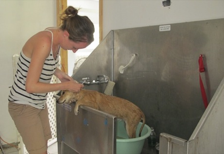 A photo showing a day in the life of an AARF volunteer