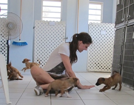 A photo showing a day in the life of an AARF volunteer