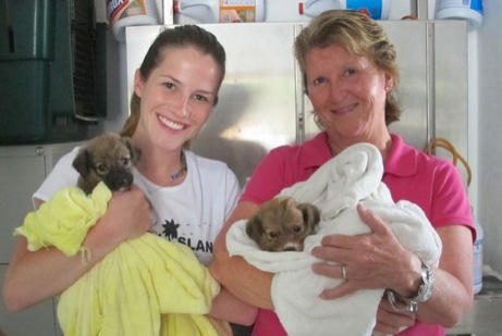 A photo showing a day in the life of an AARF volunteer