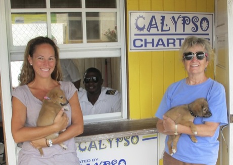 A photo showing a day in the life of an AARF volunteer