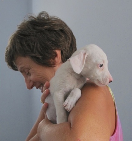 A photo showing a day in the life of an AARF volunteer