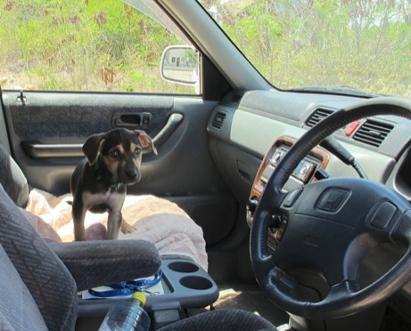 A photo showing a day in the life of an AARF volunteer