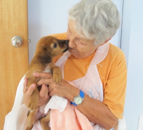 A photo showing a day in the life of an AARF volunteer