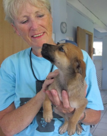 A photo showing a day in the life of an AARF volunteer