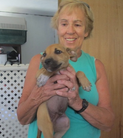A photo showing a day in the life of an AARF volunteer