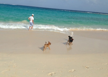 A photo showing a day in the life of an AARF volunteer