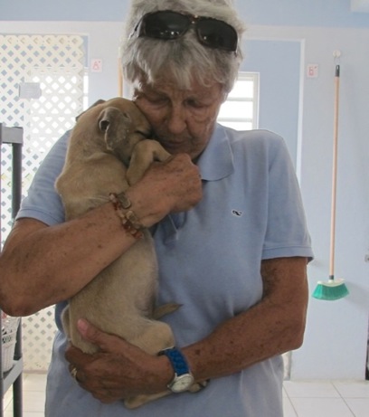 A photo showing a day in the life of an AARF volunteer