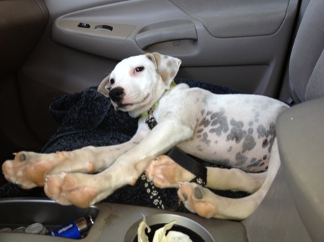 A photo showing a day in the life of an AARF volunteer