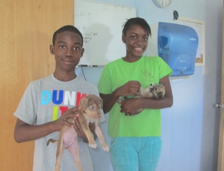 A photo showing a day in the life of an AARF volunteer