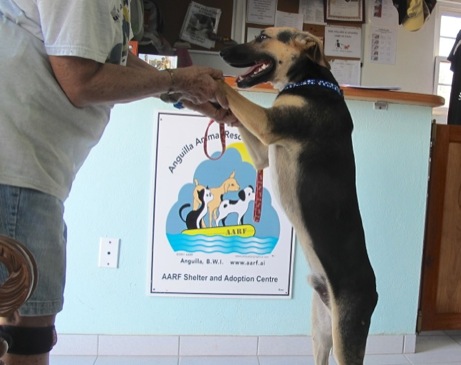 A photo showing a day in the life of an AARF volunteer