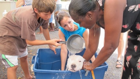 At the Puppy Wash event A photo showing the puppy wash event