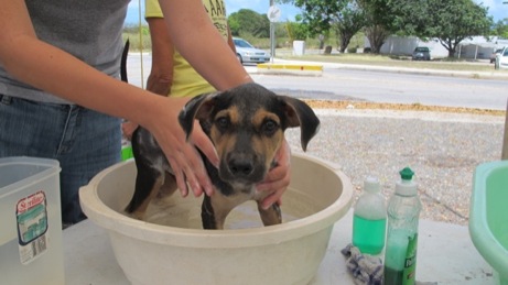 At the Puppy Wash event A photo showing the puppy wash event