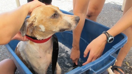 At the Puppy Wash event A photo showing the puppy wash event