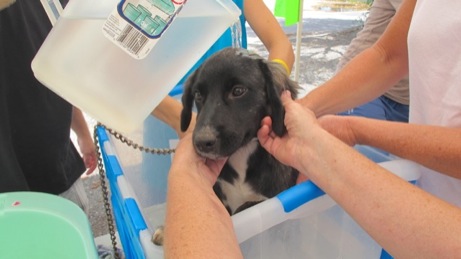 At the Puppy Wash event A photo showing the puppy wash event