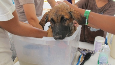 At the Puppy Wash event A photo showing the puppy wash event